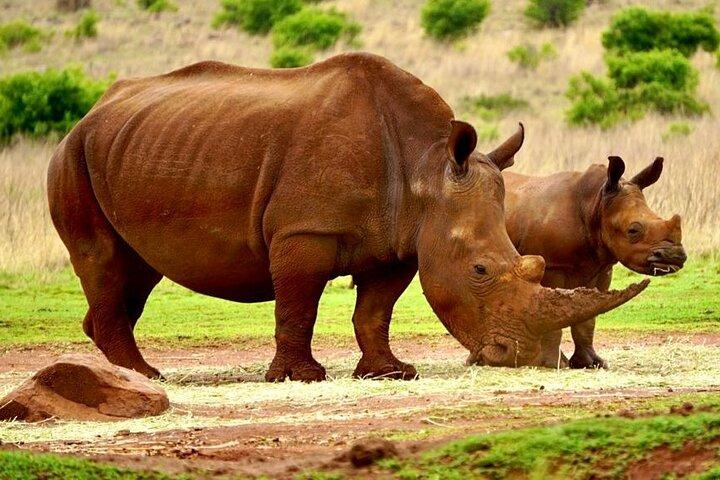 Private Cradle Humankind, Caves or Maropeng, Rhino and Lion Park