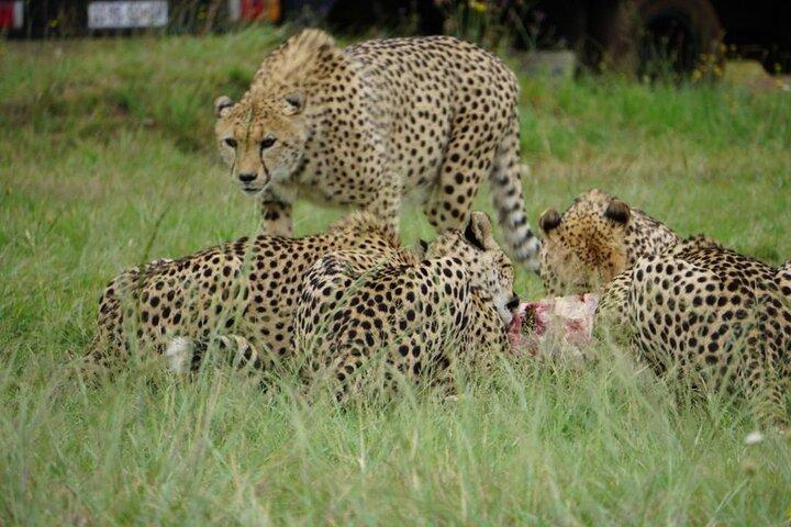 Private Cradle Humankind, Caves or Maropeng, Rhino and Lion Park