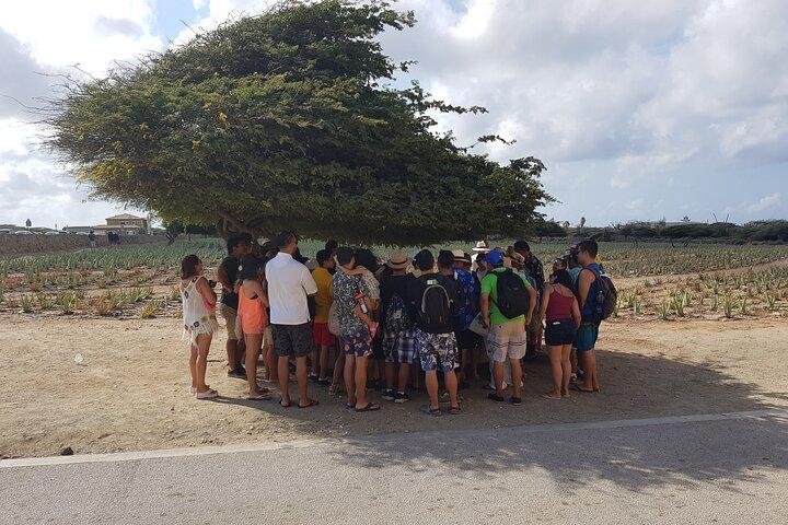Full-Day Aruba Sightseeing island Tour with Baby Beach Swim