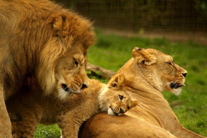 Half-Day Nairobi National Park Game Drive Guided Tour With Pick Up