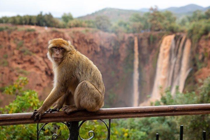 Private Ouzoud falls Tour with Local Guide -Trip from Marrakesh