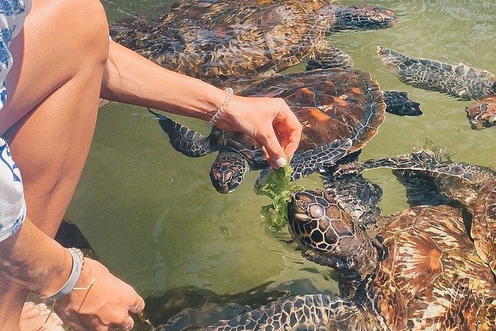 Mnemba Island, Nungwi Village & Sea Turtle Experience