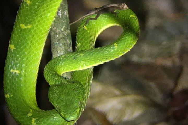 Night Walk Tour Monteverde