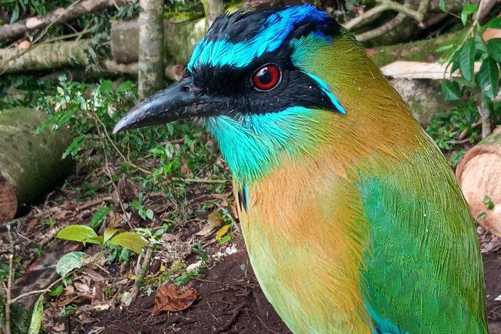 Monteverde Birdwatching Tour at Curicancha Reserve