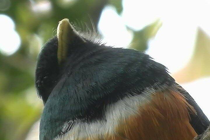 Monteverde Birdwatching Tour at Curicancha Reserve