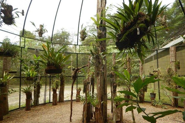 Tour at the MUSA – Amazon Museum in Manaus Amazon Experience
