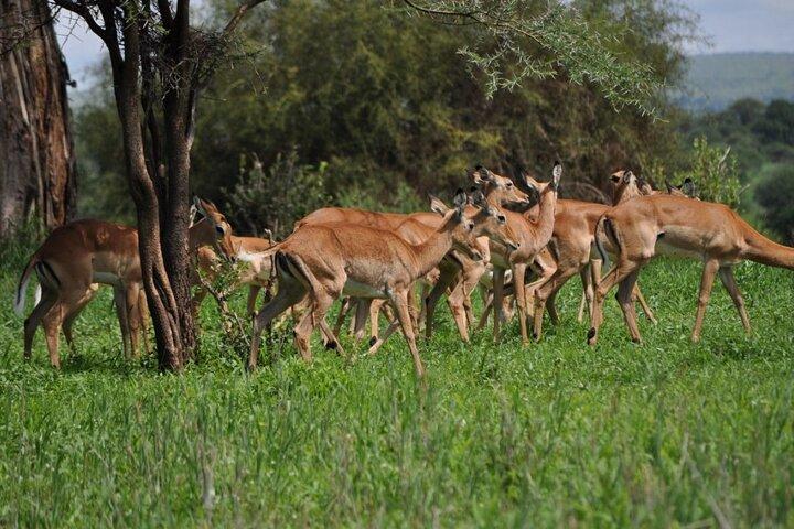 Private Tour to Mikumi National Park By Flight From Zanzibar