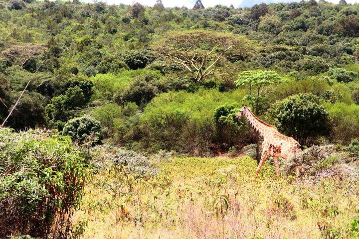 1 Day Arusha national park (Game drive and walking safari).