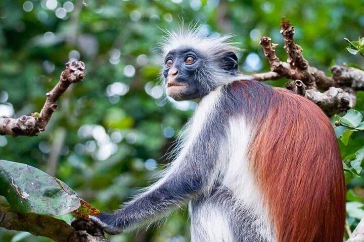 Exclusive Full-Day Zanzibar Adventure: Jozani Forest, Hidden Gems