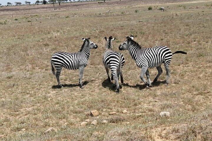 Private Tour to Mikumi National Park By Flight From Zanzibar