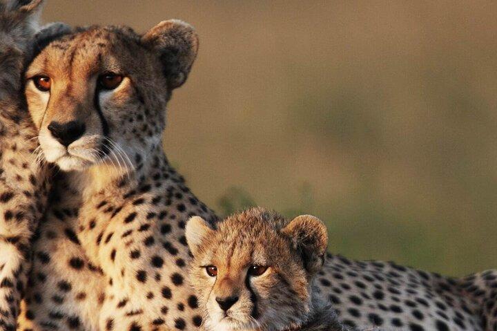 Private Tour to Mikumi National Park By Flight From Zanzibar