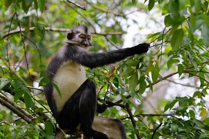 3-Day Bukit Lawang Tour Including 1-Day Ethical Jungle Trekking