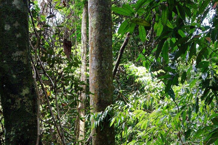 3-Day Bukit Lawang Tour Including 1-Day Ethical Jungle Trekking