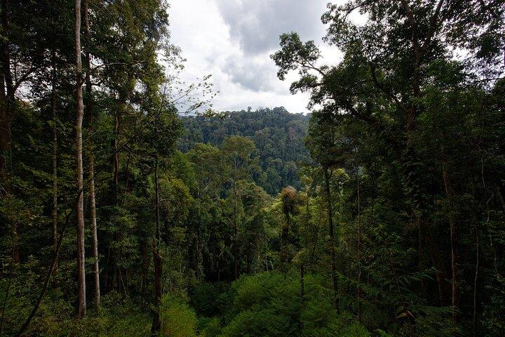 3-Day Bukit Lawang Tour Including 1-Day Ethical Jungle Trekking
