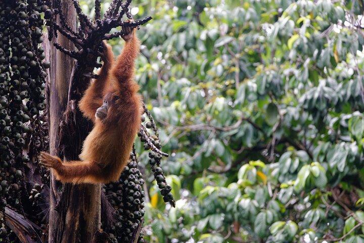 3-Day Bukit Lawang Tour Including 1-Day Ethical Jungle Trekking