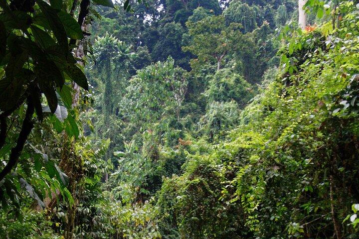 7 Days 6 Nights North Sumatra Tour (Bukit Lawang-Berastagi-Lake Toba)