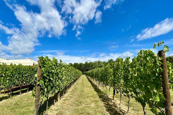From Florence: Classic Chianti Villages and Wine Roads by Minivan