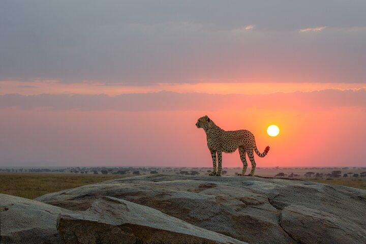 6 Days Tanzania Budget Safari with Serengeti