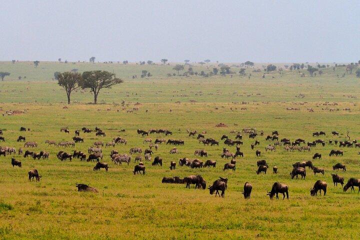 5 Days Budget Safari in Tanzania
