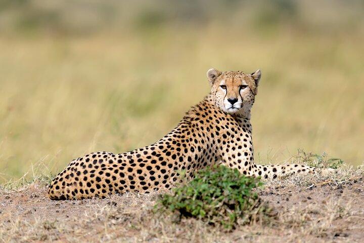 5 Days Budget Safari in Tanzania