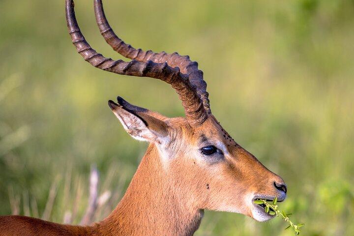 4 Days Safari in Tanzania