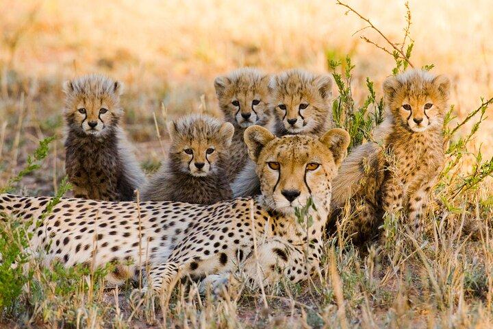 2-Days Safari Tour in Tarangire & Ngorongoro Crater