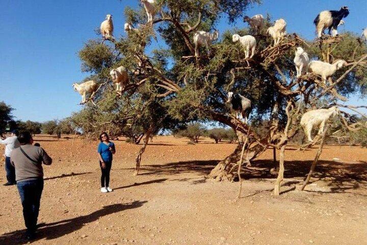Day Trip to Essaouira from Marrakech – Explore the Atlantic Coast