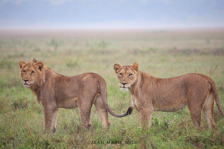 One Day Akagera National Park Big Five Safari