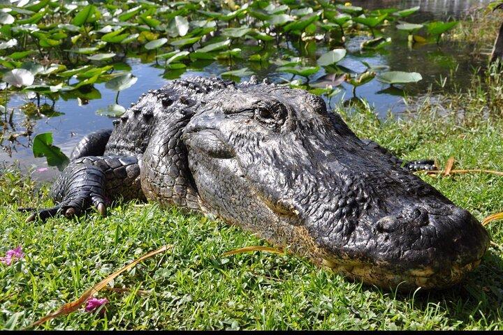 Everglades Eco-Adventure Tour