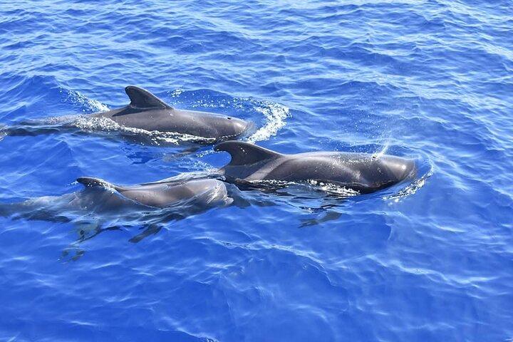 Whale Watching Catamaran to Los Gigantes & Masca (Including drinks & warm lunch)