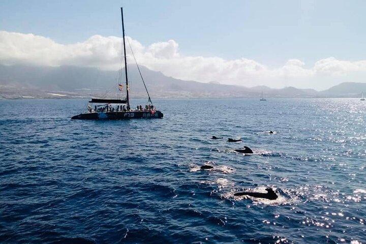 Whale Watching Catamaran in Costa Adeje (Including drinks & Sandwich)