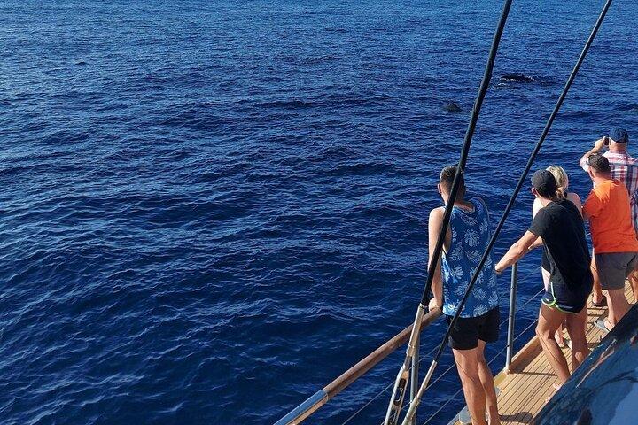 Whale Watching Catamaran in Costa Adeje (Including drinks & Sandwich)
