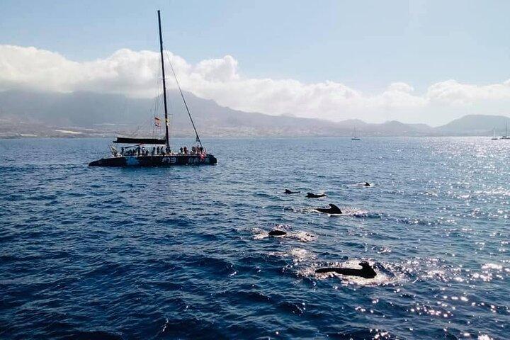 Whale Watching Catamaran to Los Gigantes & Masca (Including drinks & warm lunch)