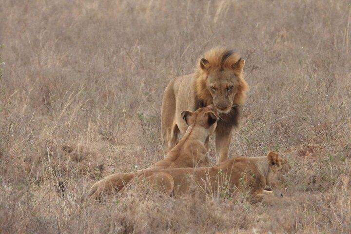 Nairobi National Park Group Shared Tour