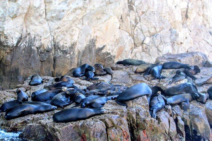 Snorkeling and whale watching Tour in Cabo