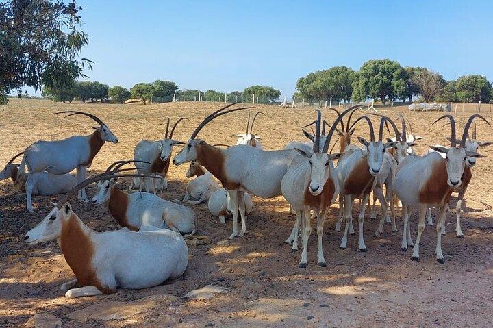 National Park Souss Massa Trip from Agadir