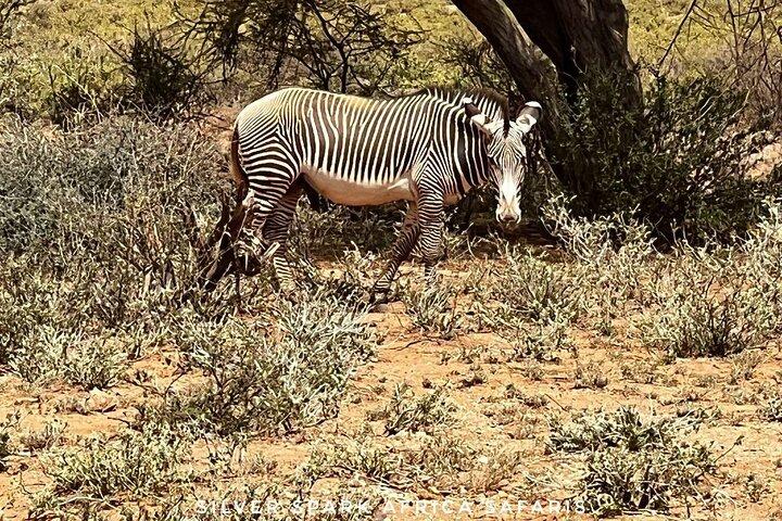 6-Day Maasai Mara Reserve, Lake Naivasha, Amboseli National Park