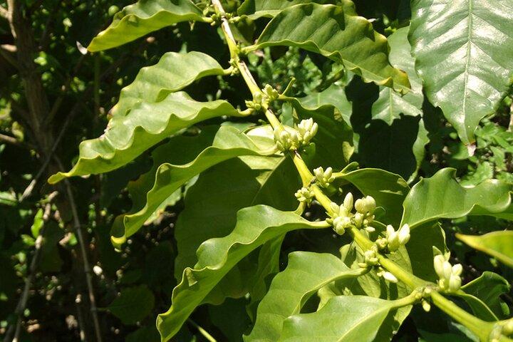 Guided Tour to the only coffee farm in Europe