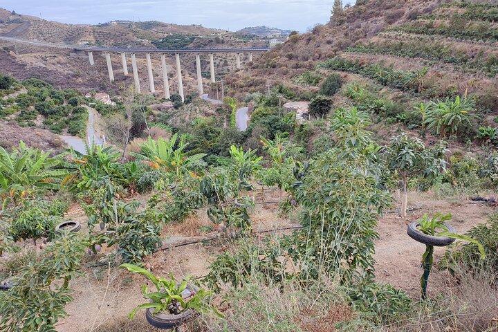 Guided Tour to the only coffee farm in Europe