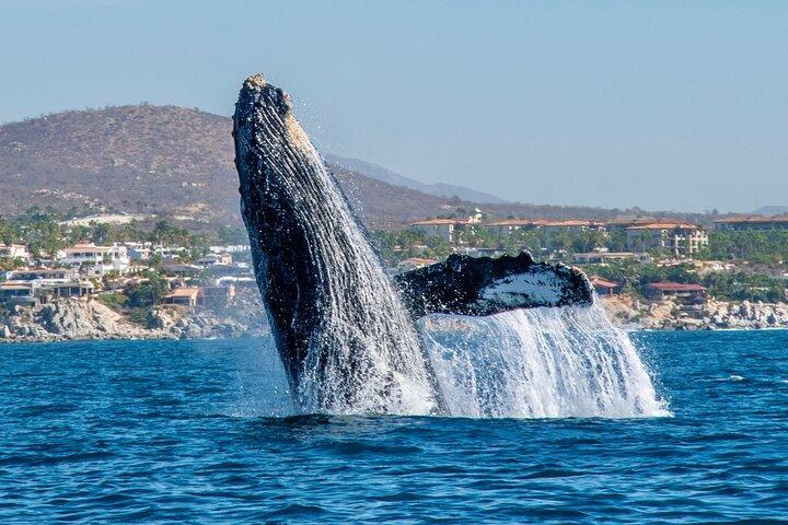 Whale Watching by Zodiac in Cabo San Lucas with Photos Included