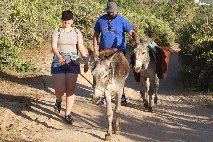 Sunset Pacific Donkey Hiking Tour