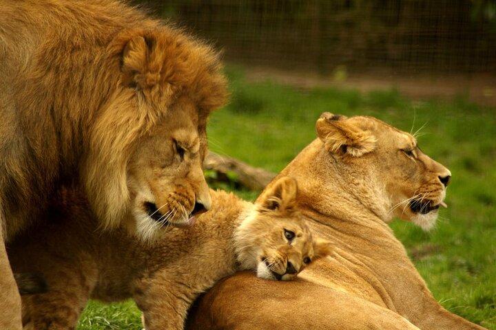 Durban: Tala Game Reserve, Natal Lion Park & Phezulu Safari