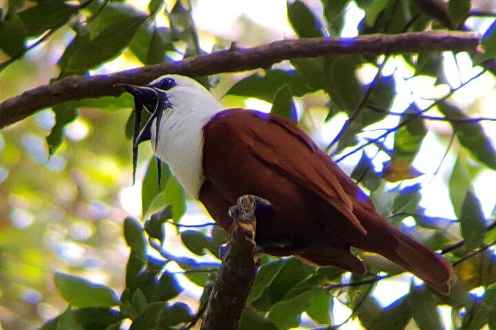 Birdwatching Tour in Monteverde