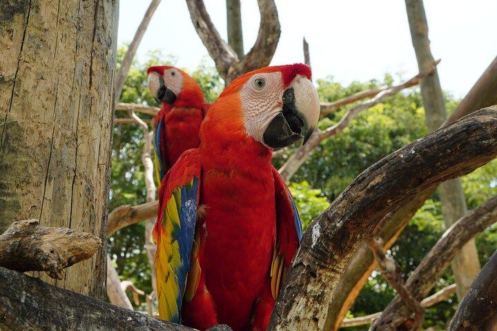 Full-Day Tour Isla Baru - National Aviary of Colombia and Playa Blanca