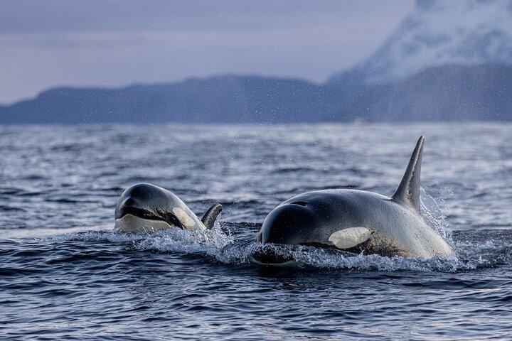 Tromso Skjervoy Whale Watching on RIB Boat