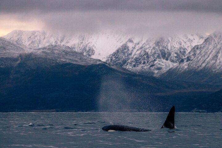 Tromso Skjervoy Whale Watching on RIB Boat