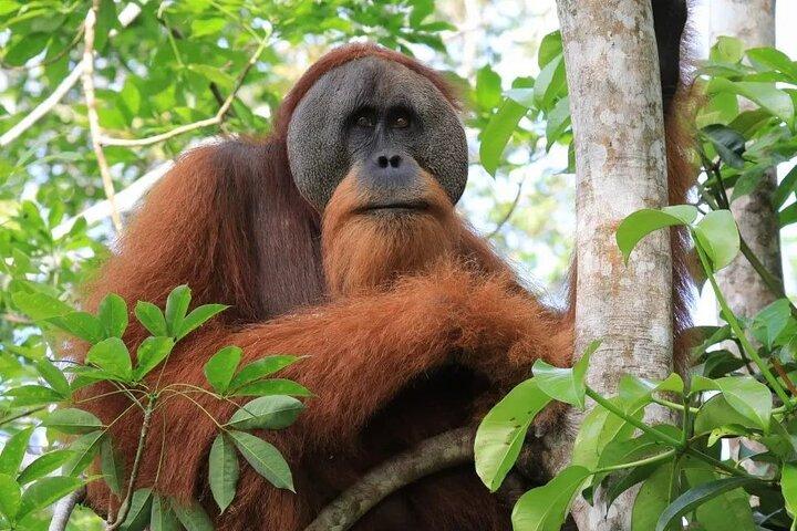 3-DAYS Jungle Trekking ( SEE ORANG UTAN) & Rafting l Bukit Lawang