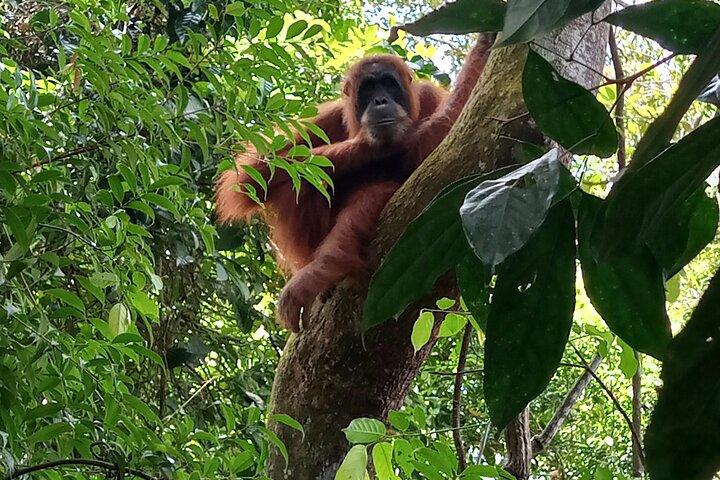 3-DAYS Jungle Trekking ( SEE ORANG UTAN) & Rafting l Bukit Lawang