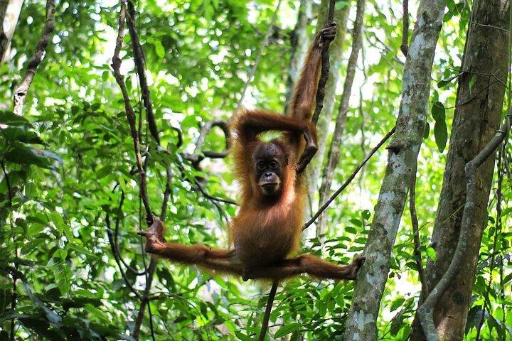 3-DAYS Jungle Trekking ( SEE ORANG UTAN) & Rafting l Bukit Lawang