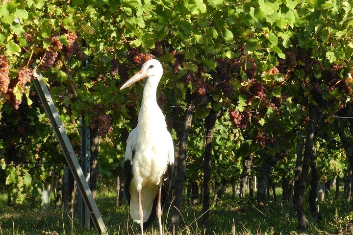 ICONICS Tour: 1/2 day on the Wine Route, visit of 2 Villages + Tasting.